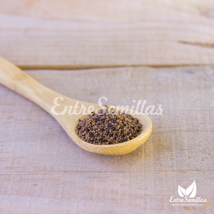 Semillas de Rúcula silvestre Estival (Diplotaxis tenuifolia)