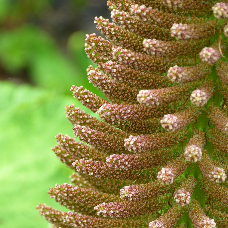 Gunnera manicata semillas