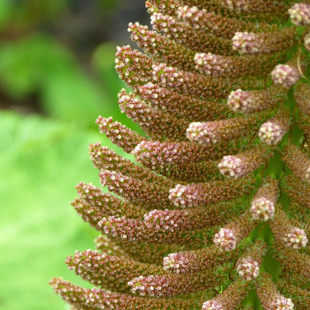 Gunnera manicata semillas