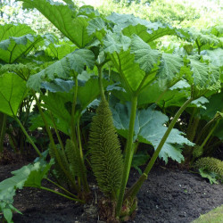 semillas de gunnera ruibarbo gigante comprar como es ruibarbo