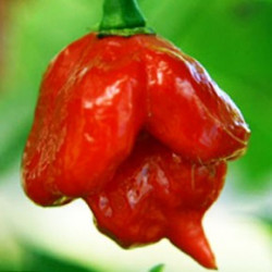 Chile Trinidad Scorpion Butch T - Sobre 8 semillas