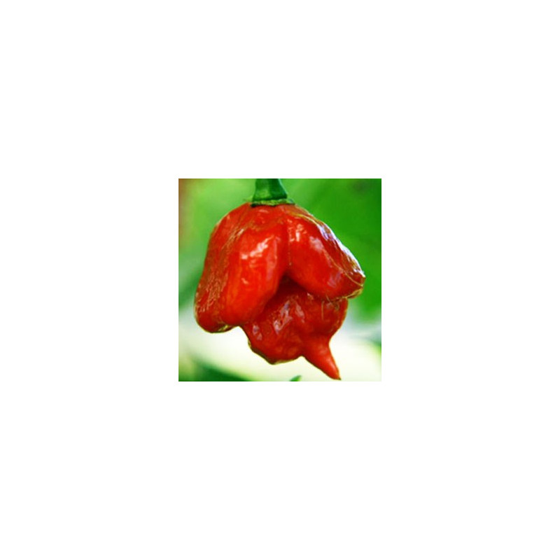 Chile Trinidad Scorpion Butch T - Sobre 8 semillas