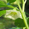 semillas de linterna china physalis semillas