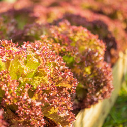 Lechuga roja semillas lactuca