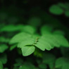 moringa oleifera semillas