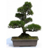 Pino negro Japonés / Pinus Thunbergii - Sobre 15 semillas