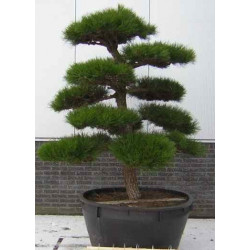 Pino negro Japonés / Pinus Thunbergii - Sobre 15 semillas