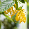 semillas de ylang ylang