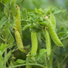 semillas de guisantes para sembrar pisum