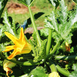 semillas de calabacín luna planta cucurbita