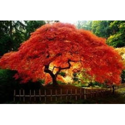 Acer ginnala 'Flame' - Sobre 10 semillas