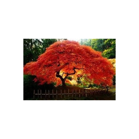 Acer ginnala 'Flame' - Sobre 10 semillas