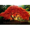 Acer ginnala 'Flame' - Sobre 10 semillas