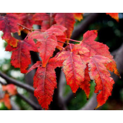 Acer ginnala 'Flame' - Sobre 10 semillas