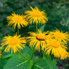 semillas de inula helenium helenio flor amarilla