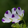 Nemophila cinco gotas - 30 semillas