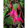 Fuchsia magellanica