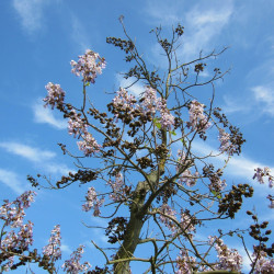 Paulownia tomentosa - 100 semillas