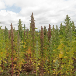 Chenopodium quinoa