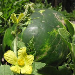 sandia watermelon semillas citrullus