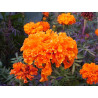 Tagetes, Clavel de India - Sobre 30 semillas