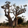 sembrar adansonia digitata desde semillas