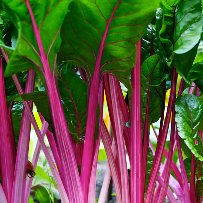 semillas de acelga rosa