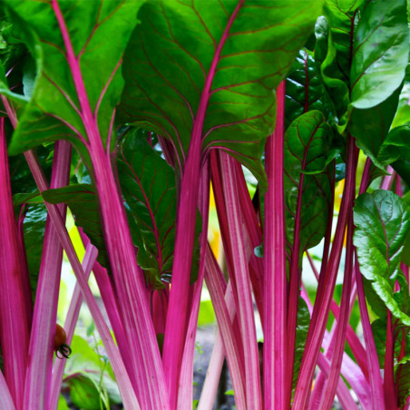 semillas de acelga rosa