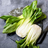 pak choi en semilla