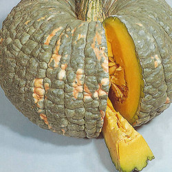 Calabaza Buen Gusto - 10...