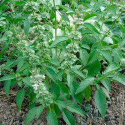 albahaca limon semillas