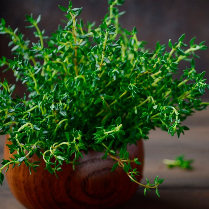 semillas de thymus fragrantissimus