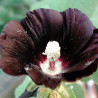 semillas malva real negra