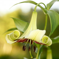 lilium nepalense semillas