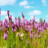 Liatris spicata semillas