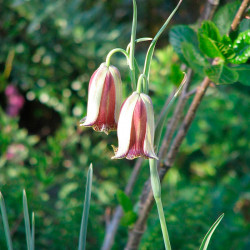 fritillaria rara para sembrar semillas