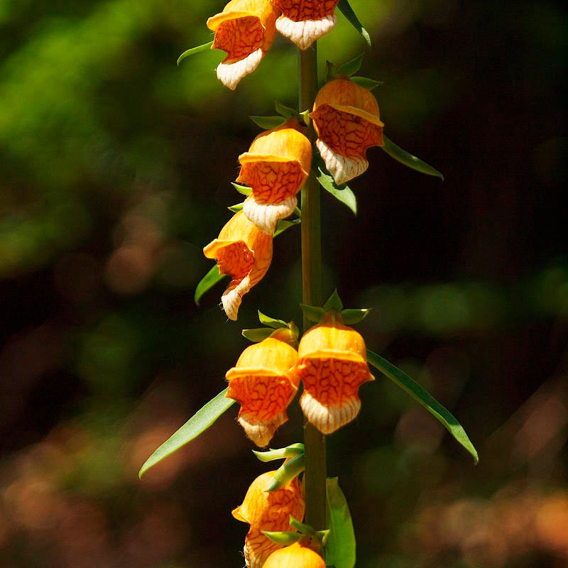 digitalis laevigata semillas