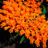 semillas asclepias tuberosa