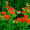 semillas asclepias naranja