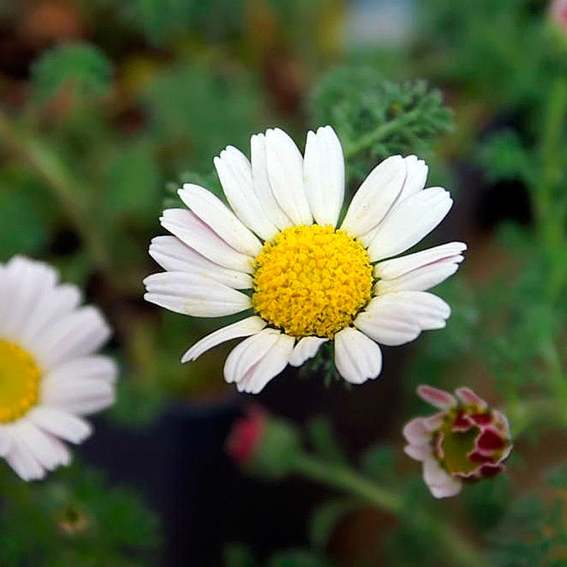 Anacyclus pyrethrum semillas