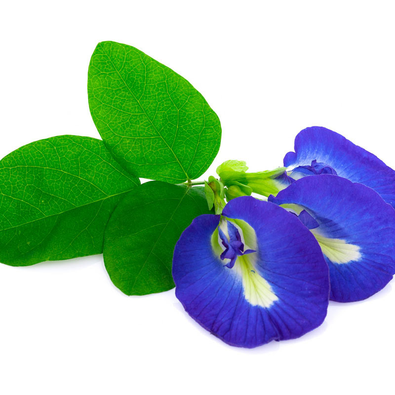 clitoria ternatea semillas