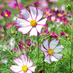 Cosmos bipinnatus Tip Top...