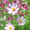 Cosmos bipinnatus Tip Top Picotee - 150 semillas