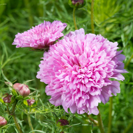 semillas de Cosmos bipinnatus doble rosa