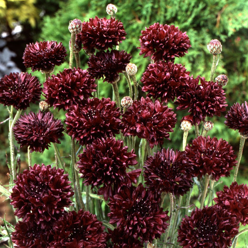 semillas de azulejo burdeos black boy centaurea cyanus