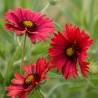 semillas de gaillardia pulchella