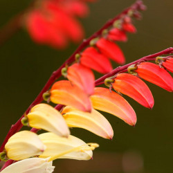 Ipomoea versicolor - 30...