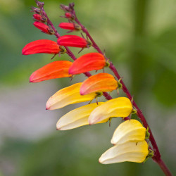 Ipomoea versicolor - 30 semillas