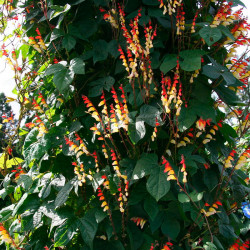 ipomoea versicolor trepadora semillas