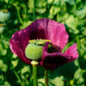 semillas de amapola morada